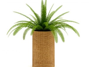 fern in wicker basket 3D Модель
