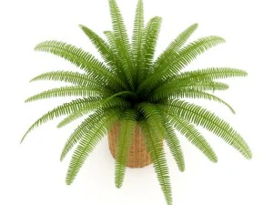 fern in wicker basket 3D Model