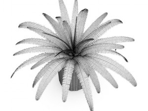 fern in wicker basket 3D Model