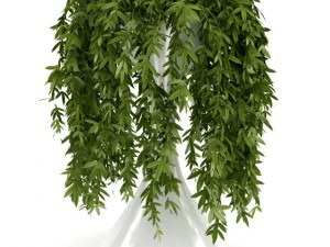climbing plant 3D Model