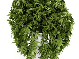 climbing plant Modelo 3D