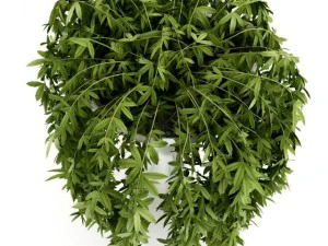 climbing plant 3D Model