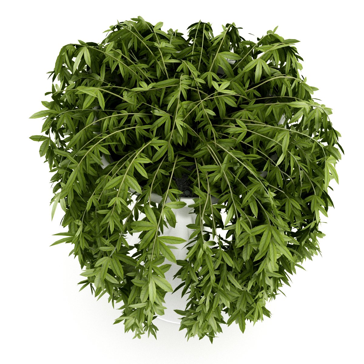Plant modeling. Плант 3д. Растения 3д. Модель растения. Хмель 3d модель.