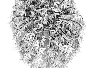 climbing plant Modelo 3D