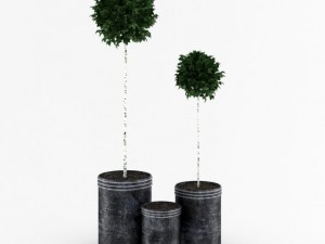 potted birchtrees 3D Модель