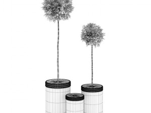 potted birchtrees Model 3D