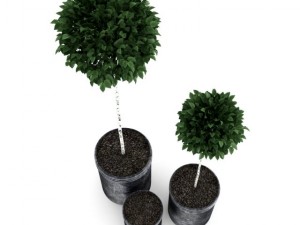 potted birchtrees Model 3D