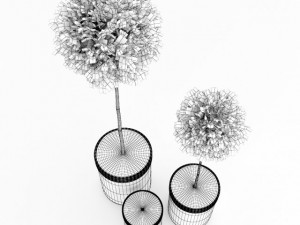 potted birchtrees Model 3D