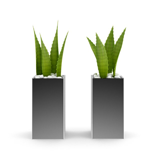 double aloe plant 3D Model .c4d .max .obj .3ds .fbx .stl .blend 