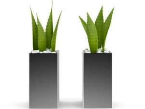 double aloe plant 3D Модель