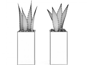 double aloe plant 3D Model