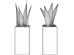 double aloe plant 3D Model
