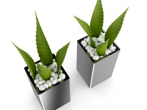 double aloe plant 3D Model
