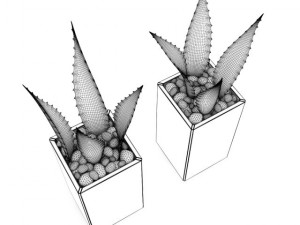 double aloe plant 3D Model