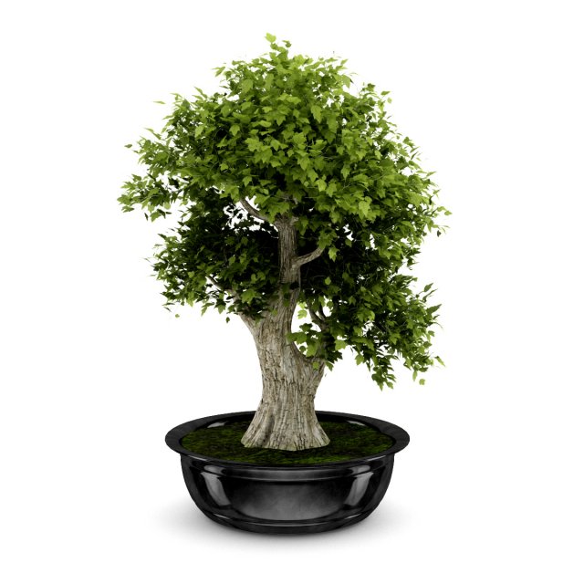 bonsai tree 3D 모델 .c4d .max .obj .3ds .fbx .stl .blend 