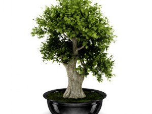bonsai tree 3D Model