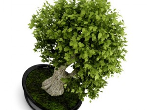 bonsai tree 3D 모델