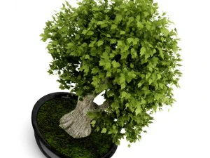 bonsai tree 3D Model