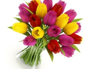 threecolor tulips Modèle 3D