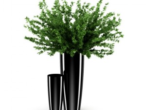 plant in black pot 3D Модель