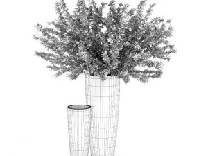 plant in black pot Modello 3D