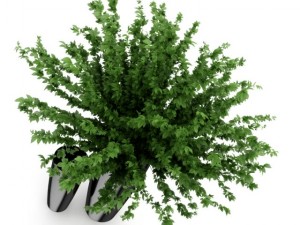plant in black pot Modello 3D