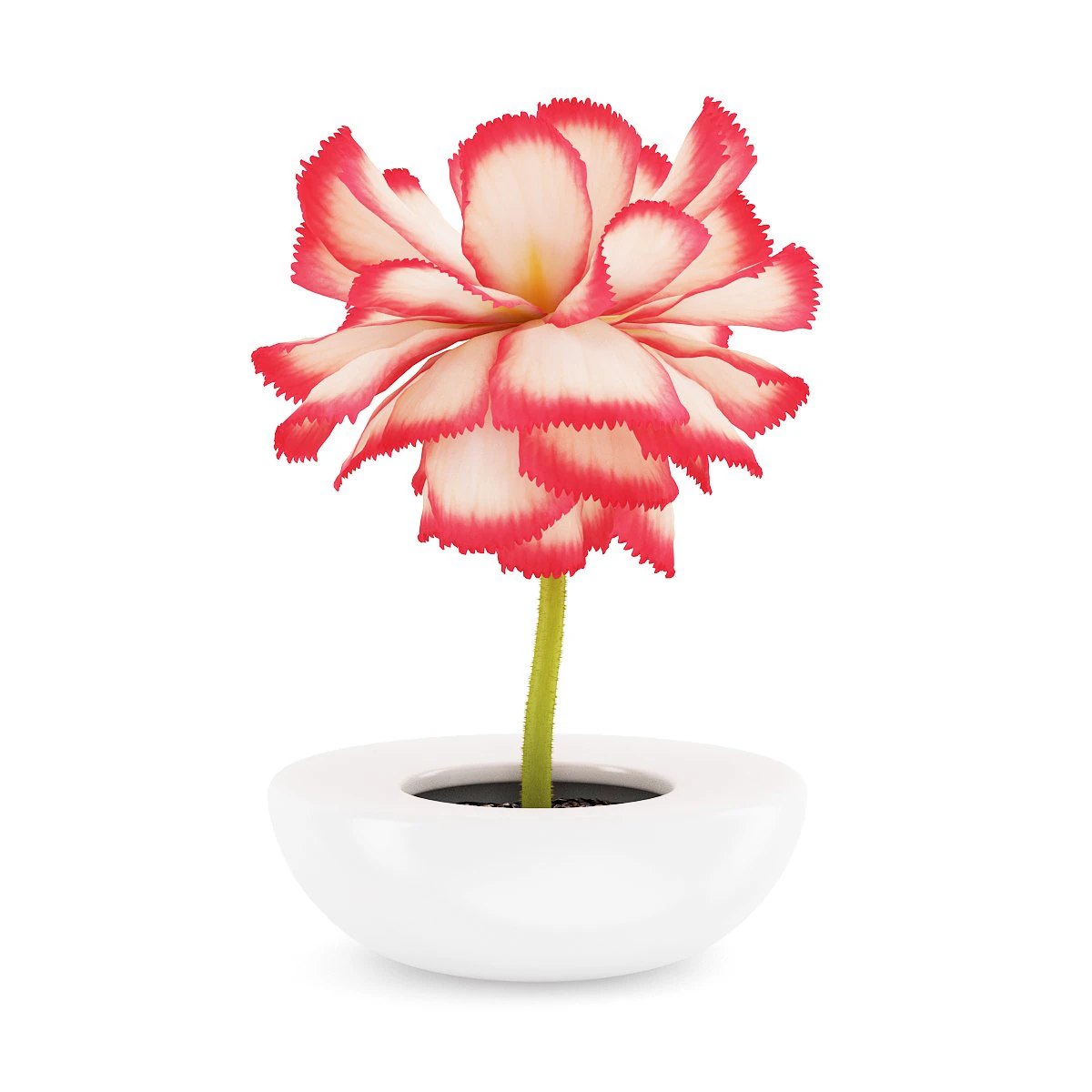 pink flower in white pot 3D Model .c4d .max .obj .3ds .fbx .stl .blend 