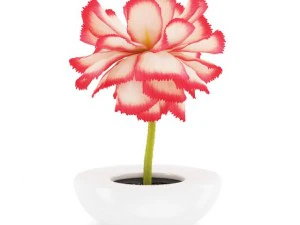 pink flower in white pot 3D Model