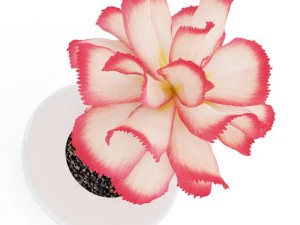 pink flower in white pot 3D Model