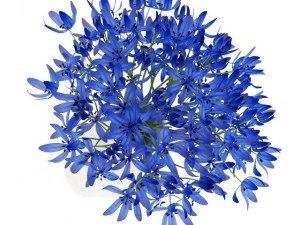 blue flowers in white vase 3D Model