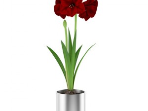 red flower in chrome pot 3Dモデル