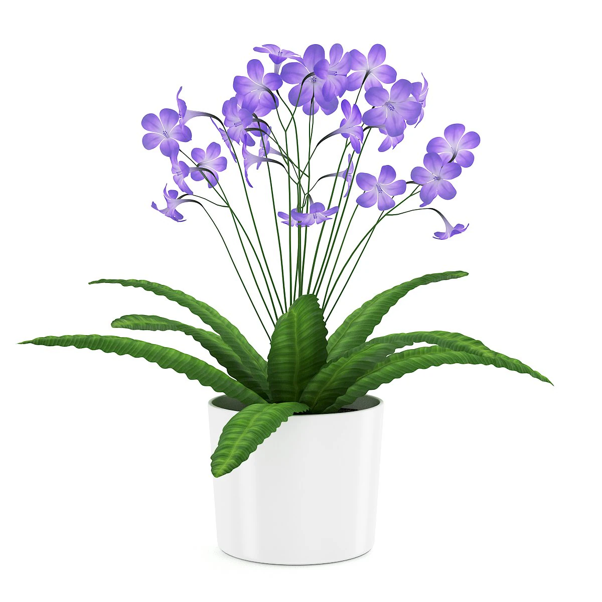 streptocarpus in white pot 3D Model .c4d .max .obj .3ds .fbx .stl .blend 