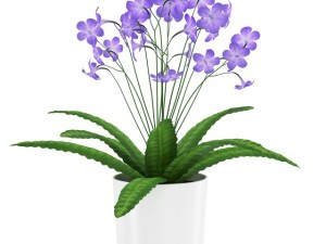 streptocarpus in white pot 3D Model