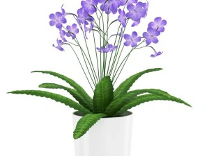 streptocarpus em vaso branco Modelo 3D