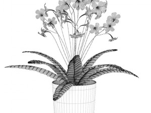 streptocarpus in white pot Model 3D