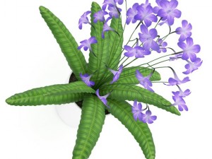 streptocarpus in white pot Model 3D