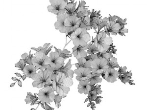 redyellow flowers in pot Modello 3D