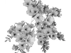 redyellow flowers in pot 3D Model