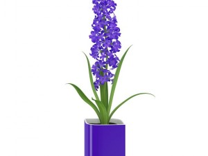 purple flower in pot 3D Model