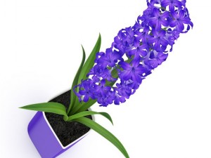 purple flower in pot 3D Model