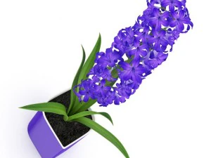 purple flower in pot 3D Model