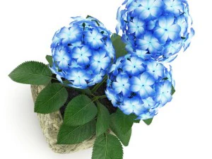 blue flower in stone pot 3D Model
