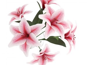 pink lilies in vase 3D-Modell