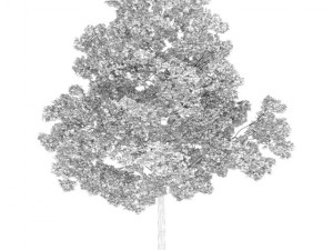 acer platanoides 15m Model 3D