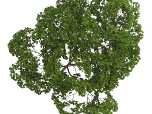 acer platanoides 15m Model 3D