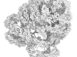 acer platanoides 15m Model 3D