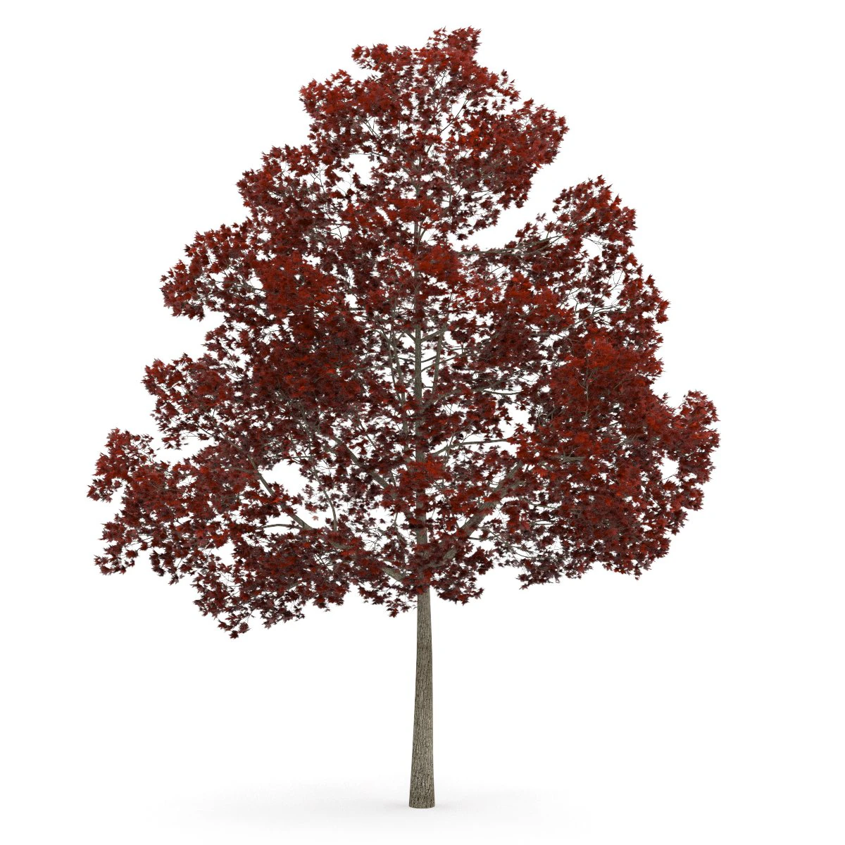 acer platanoides 15m autumn 3D Model .c4d .max .obj .3ds .fbx .stl .blend 