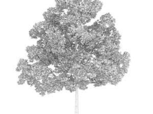 acer platanoides 15m autumn 3D Model