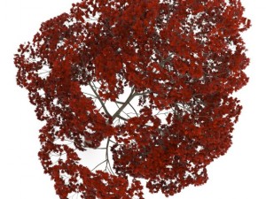 acer platanoides 15m autumn 3D Model