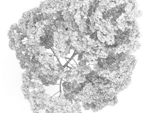 acer platanoides 15m autumn 3D Model